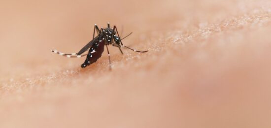 a close up of a mosquito on a human's skin